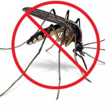 Evita las picaduras de mosquito de forma natural